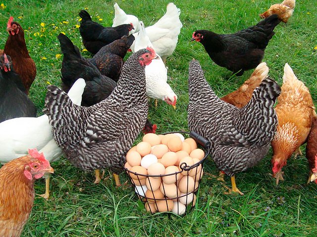 Содержание кур и уход за ними | ЗооТом - продажа, вязка и услуги для животных в Электростали