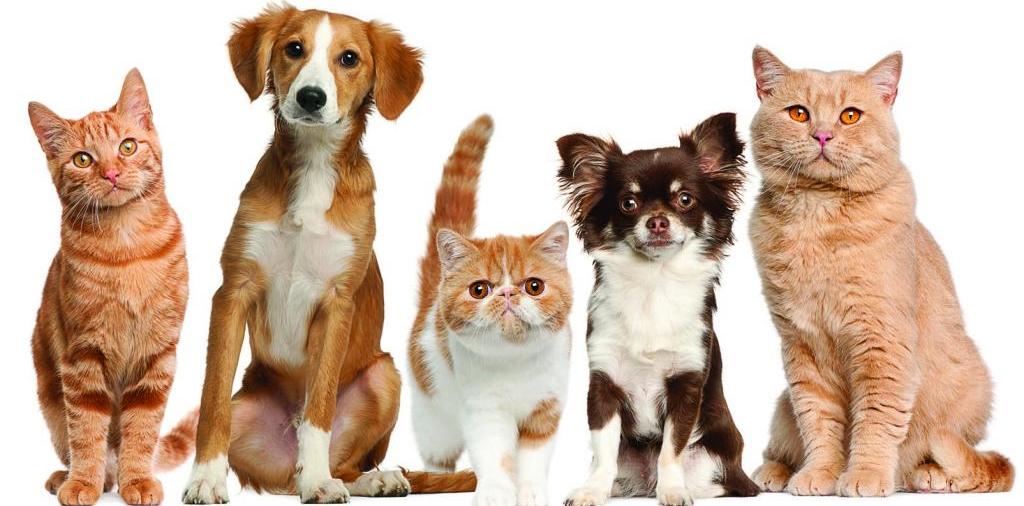 Доска объявлений о животных | ЗооТом - продажа, вязка и услуги для животных в Электростали