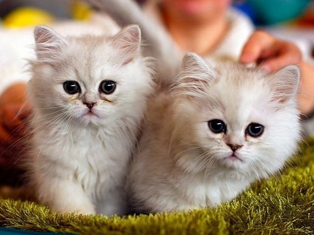 Породы кошек в Электростали | ЗооТом портал о животных