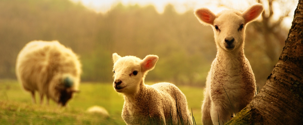 Объявления о сельскохозяйственных животных | ЗооТом - продажа, вязка и услуги для животных в Электростали