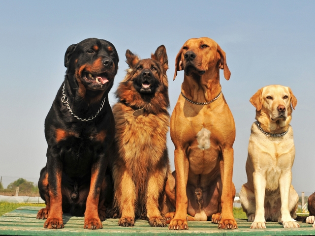 Крупные породы собак в Электростали | ЗооТом портал о животных